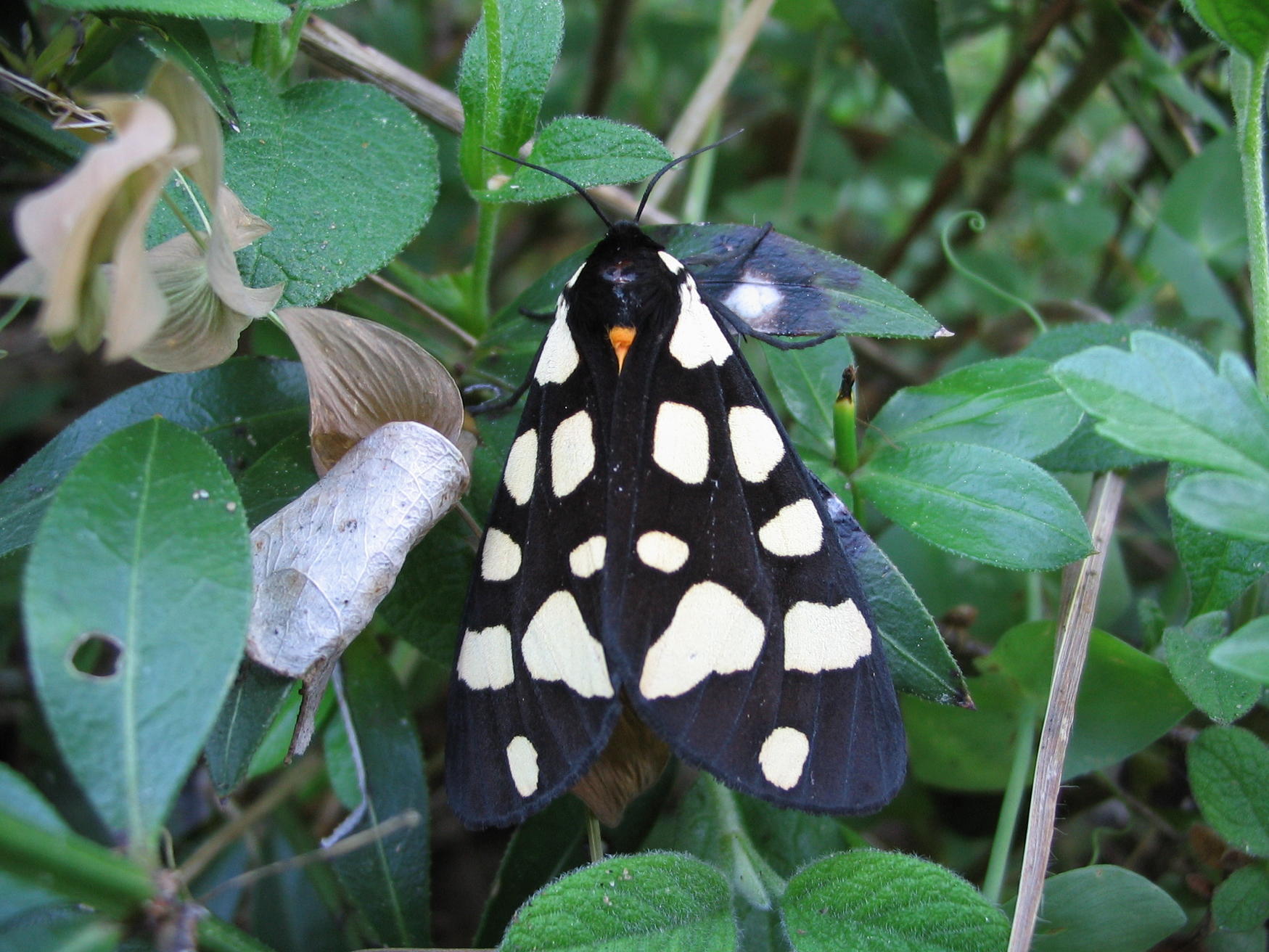 Callimorpha dominula? - No, Arctia villica